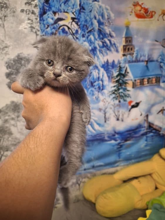 Скоттиш фолд британцы — 5