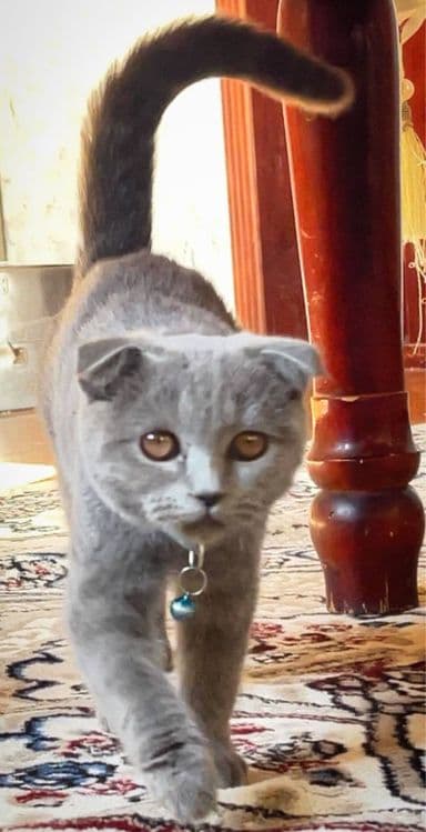 Британский мушук — 3