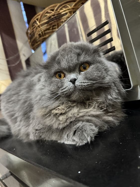 Продаётся сладкая кошечка — 2