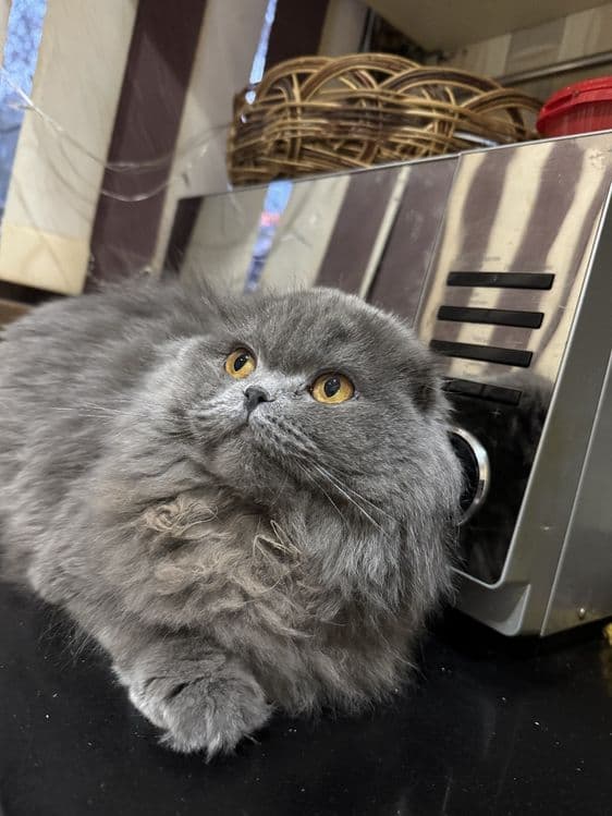 Продаётся сладкая кошечка — 5
