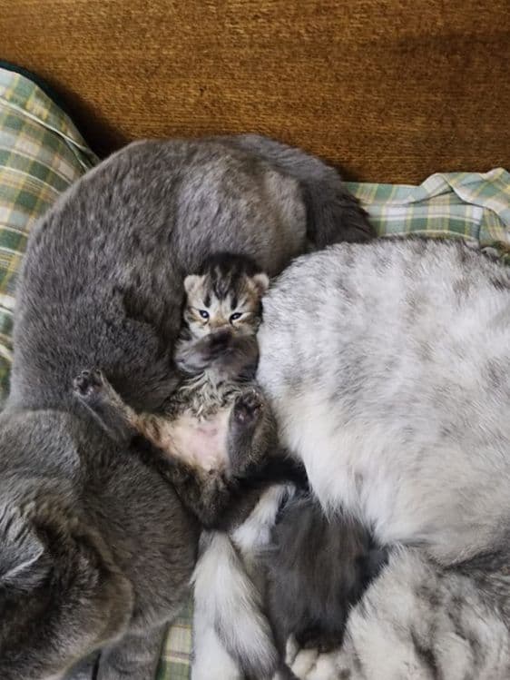 Шотландская скотиш хайлент страйт — 2