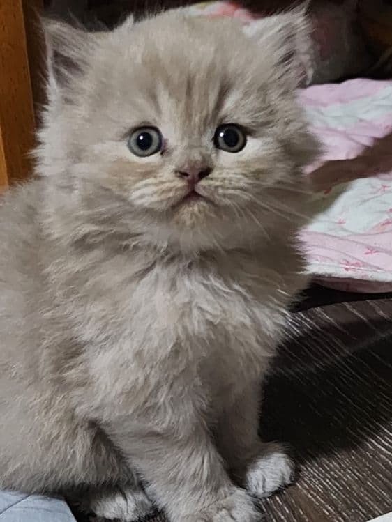 Шотландская скотиш хайлент страйт — 3
