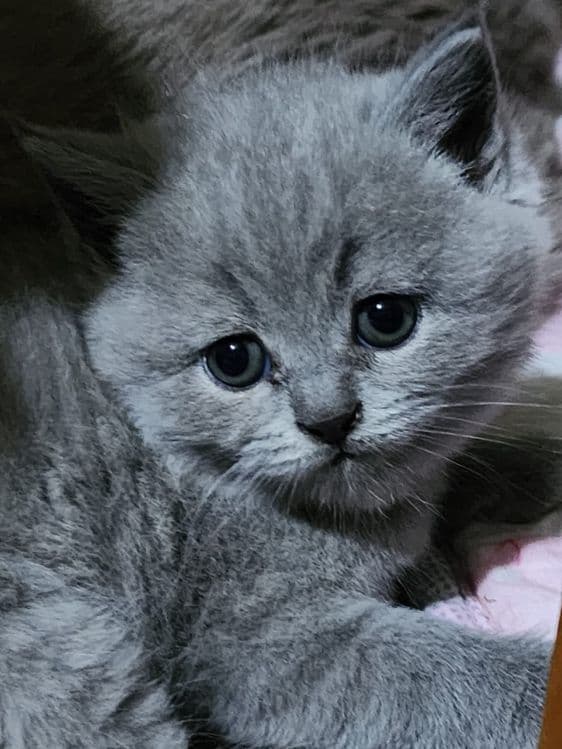 Шотландская скотиш хайлент страйт — 4