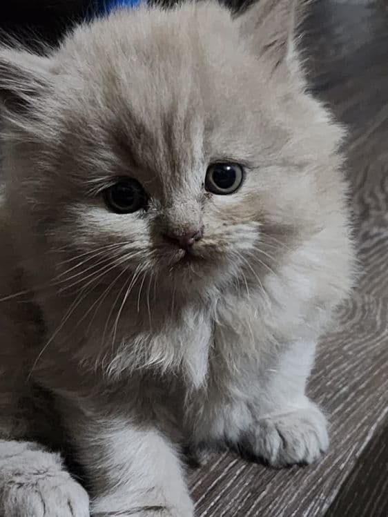 Шотландская скотиш хайлент страйт — 5