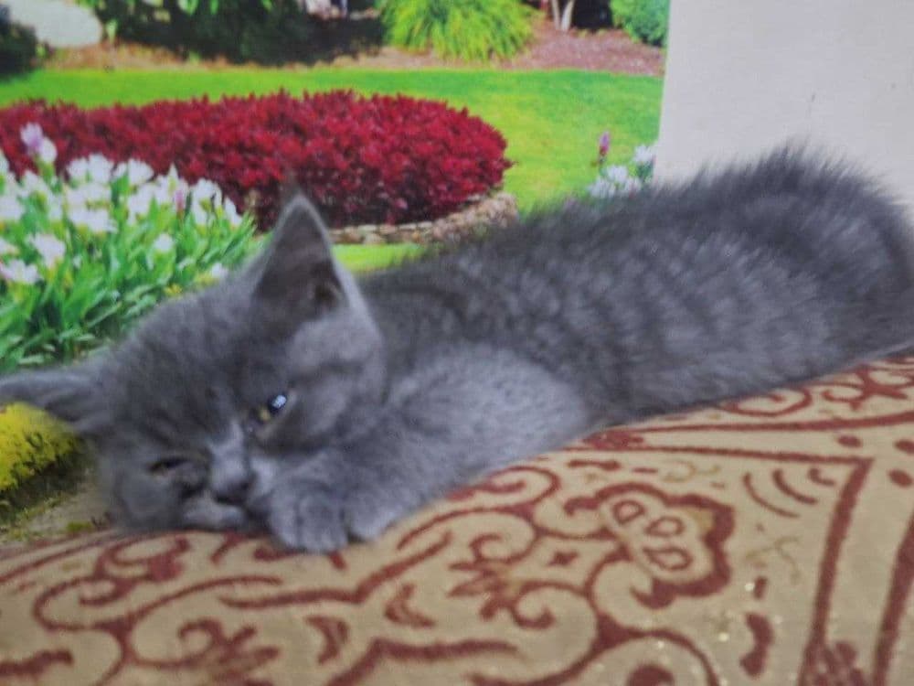 Продаётся кошка  срочно — 2