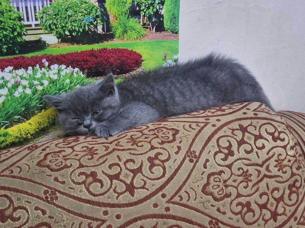 Продаётся кошка  срочно — 3