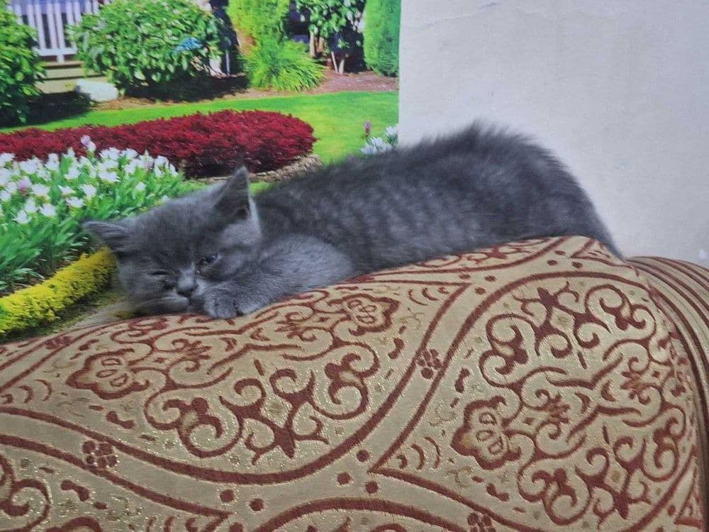 Продаётся кошка  срочно — 4