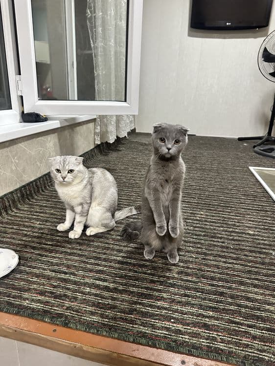 Skotish Fold va Serebrisniy toza qon — 5
