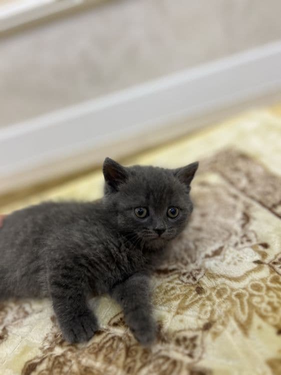 Скотиш страйт — 2