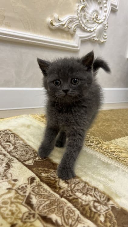 Скотиш страйт — 3