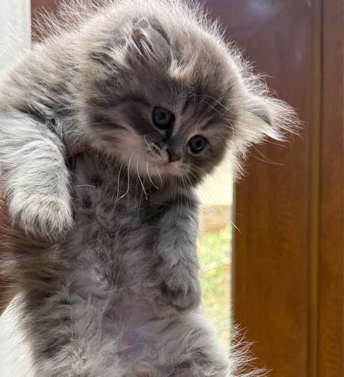 скоттиш фолд хайленд