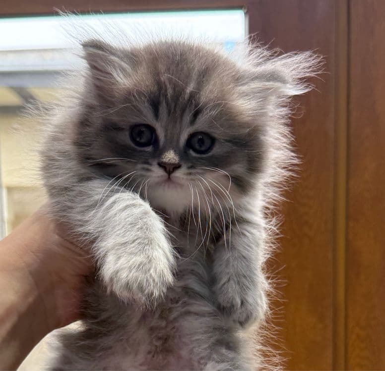 скоттиш фолд хайленд — 2
