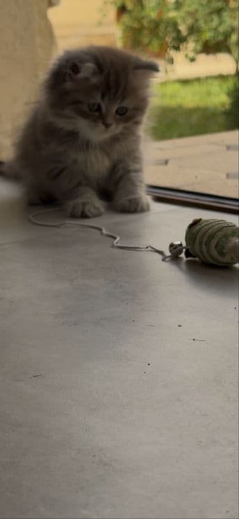 скоттиш фолд хайленд — 3
