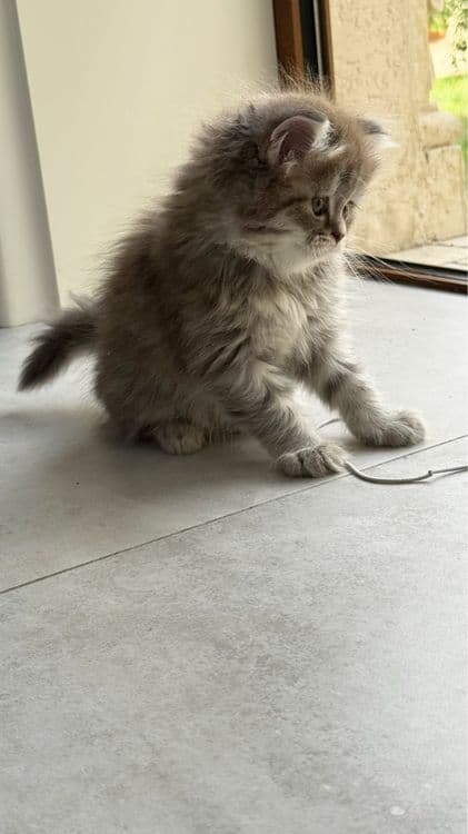 скоттиш фолд хайленд — 4