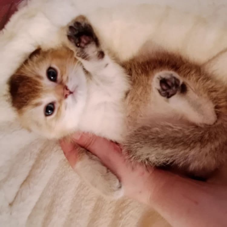 Девочка золотая Шиншила Скоттиш Фолд — 2