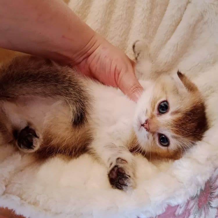 Девочка золотая Шиншила Скоттиш Фолд — 3