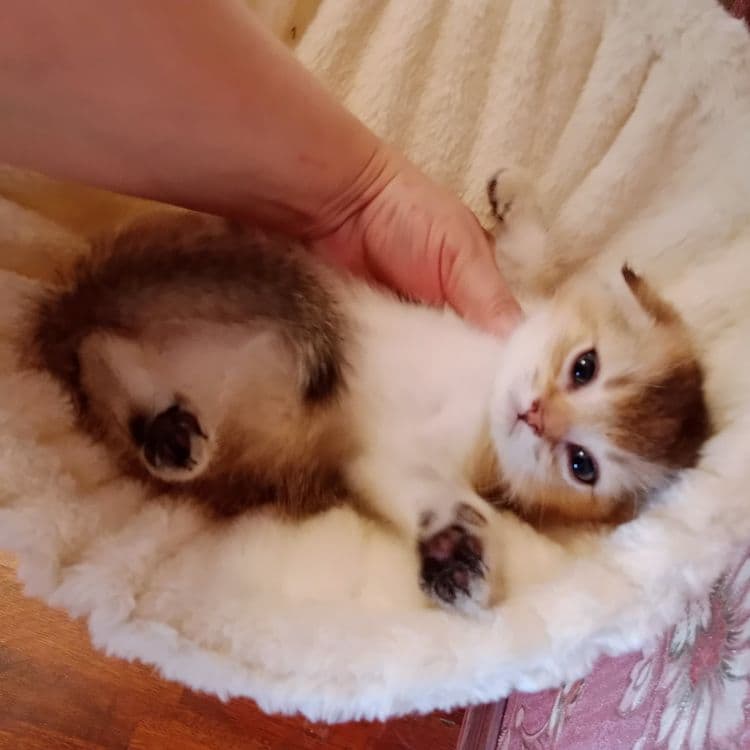 Девочка золотая Шиншила Скоттиш Фолд — 4