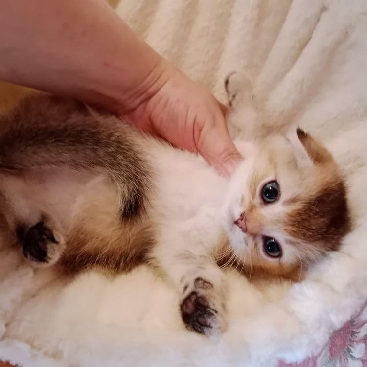 Девочка золотая Шиншила Скоттиш Фолд — 5