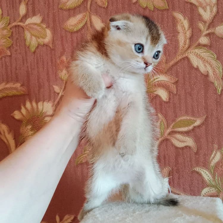 Девочка золотая Шиншила Скоттиш Фолд — 6