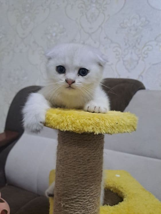 Британский окрас, Фолд — 2