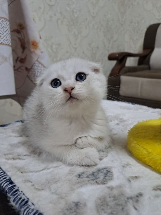 Британский окрас, Фолд — 3
