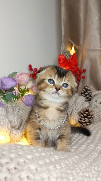 Скоттиш фолд золотая шиншилла текированная — 1