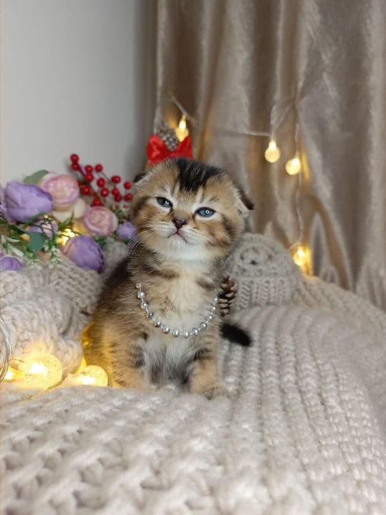 Скоттиш фолд золотая шиншилла текированная — 2