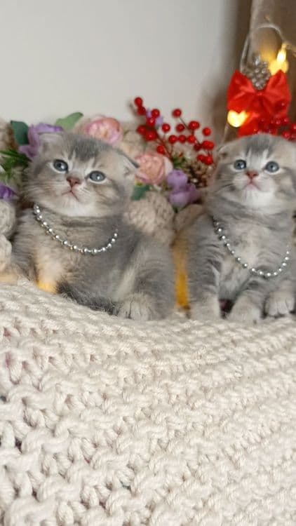 Скоттиш фолд два мальчика окрас голубая шиншилла — 1