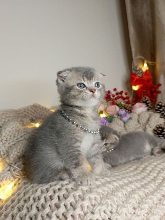 Скоттиш фолд два мальчика окрас голубая шиншилла — 2