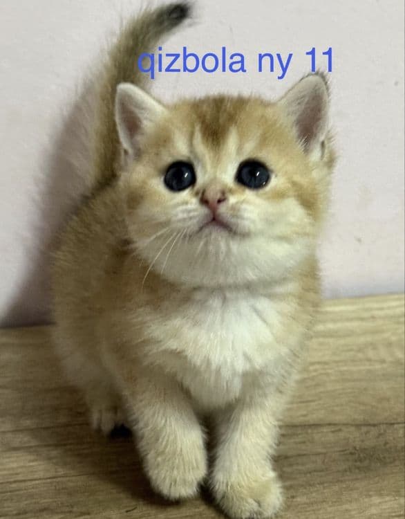 arzon narxda britan muwuk bolalari sotiladi — 5