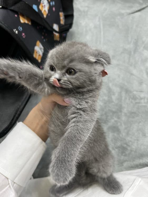 Scottish fold boy ( 3oylik, aqlli,mehribon judayam) — 1