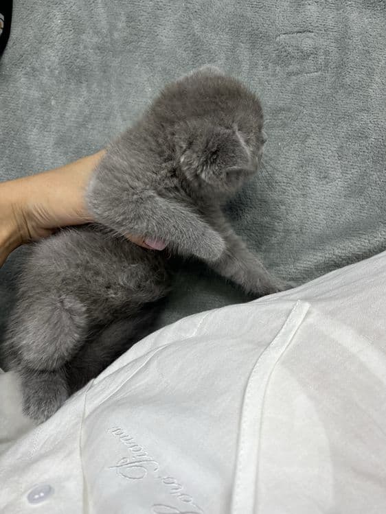 Scottish fold boy ( 3oylik, aqlli,mehribon judayam) — 2