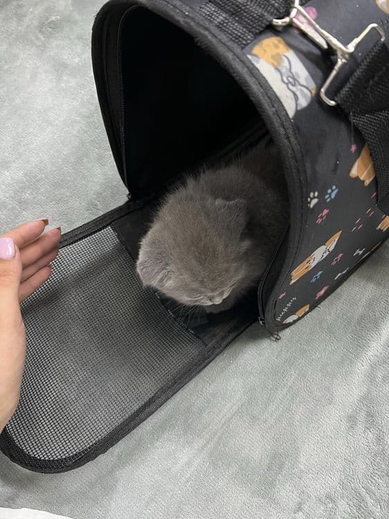 Scottish fold boy ( 3oylik, aqlli,mehribon judayam) — 4