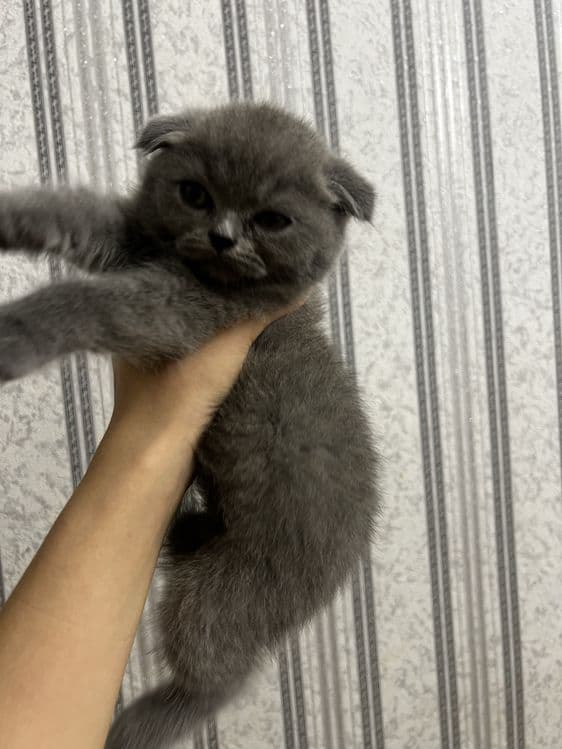 Scottish fold boy ( 3oylik, aqlli,mehribon judayam) — 5