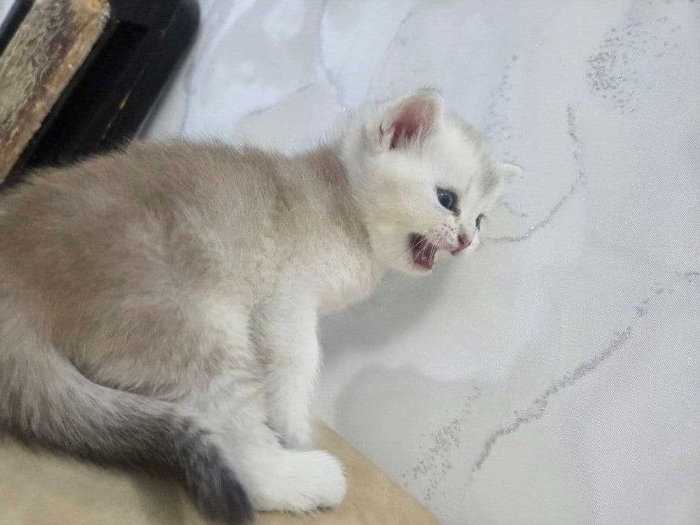 Продается котята чистокровные британские шиншиллы — 2