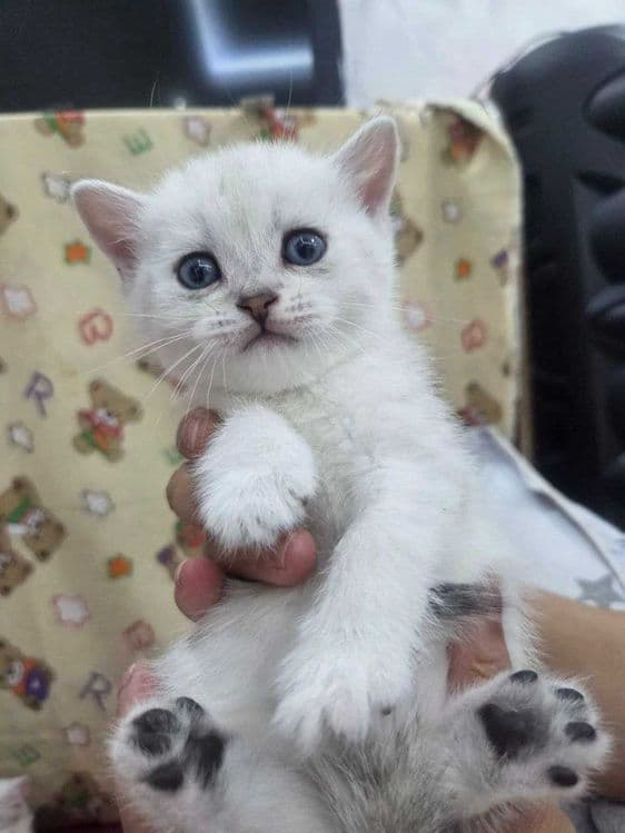 Продается котята чистокровные британские шиншиллы — 3