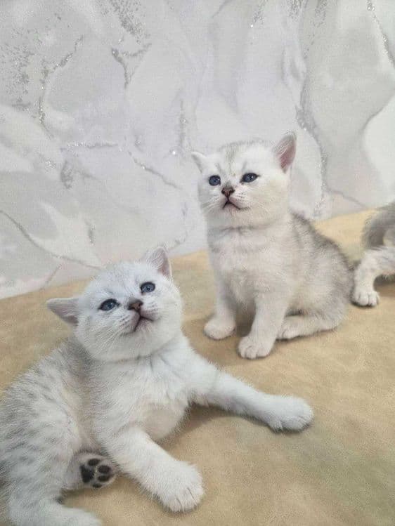 Продается котята чистокровные британские шиншиллы — 4