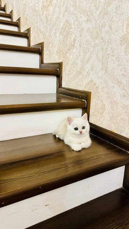 Продаётся чистокровный котята — 2
