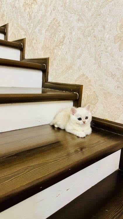 Продаётся чистокровный котята — 3