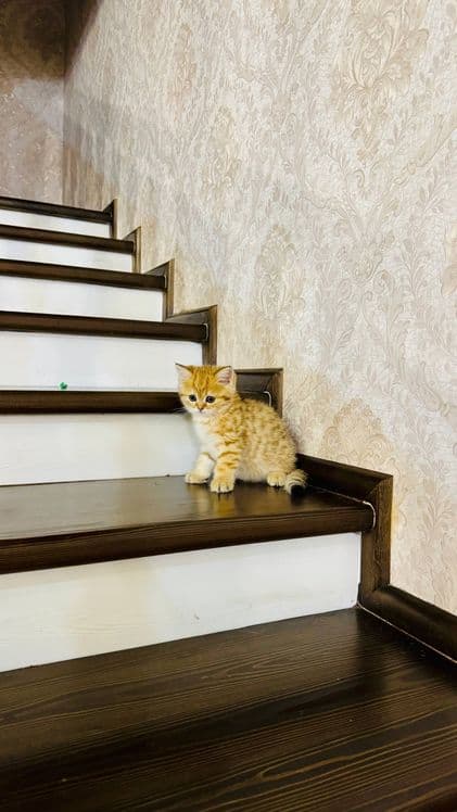 Продаётся чистокровный котята — 4
