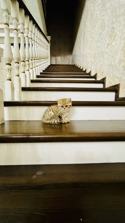 Продаётся чистокровный котята — 5