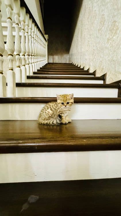 Продаётся чистокровный котята — 6