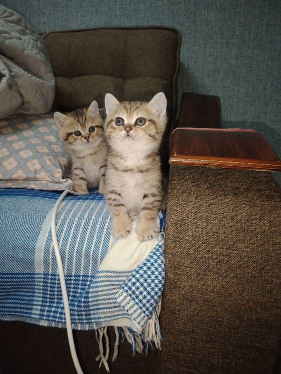 Котята британской шиншиллы — 1