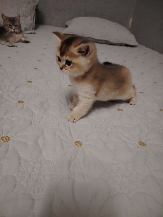 Котята британской шиншиллы — 2