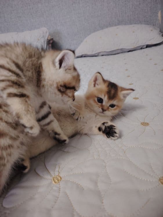 Котята британской шиншиллы — 3