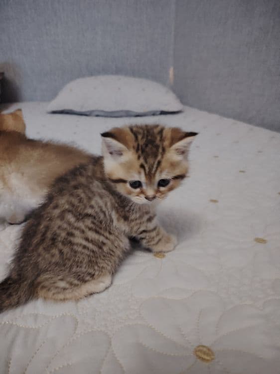 Котята британской шиншиллы — 4