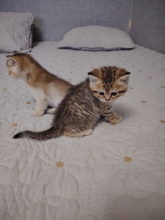 Котята британской шиншиллы — 5