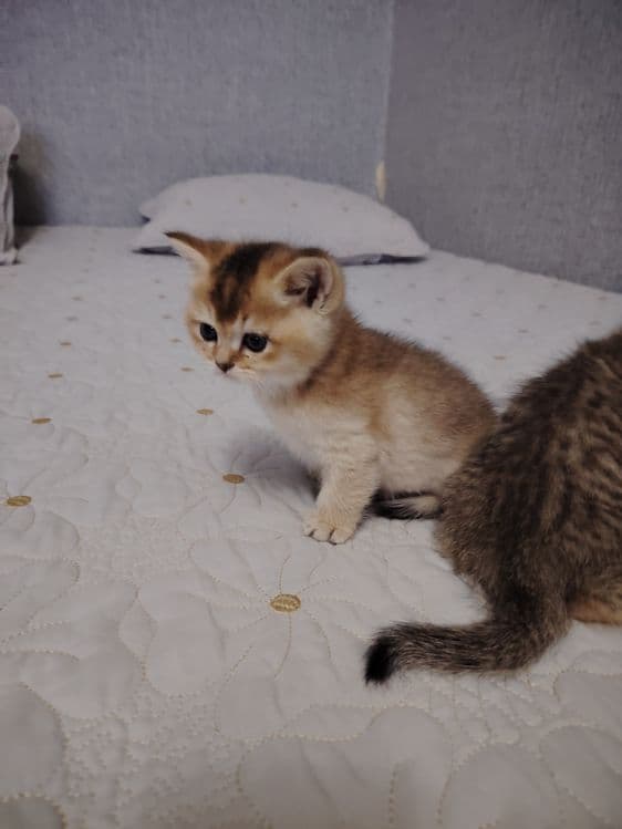 Котята британской шиншиллы — 6