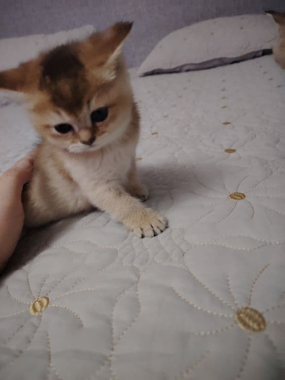 Котята британской шиншиллы — 7