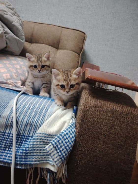 Котята британской шиншиллы — 8